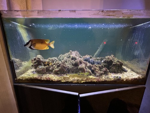 Marine fish tank sump - marine,