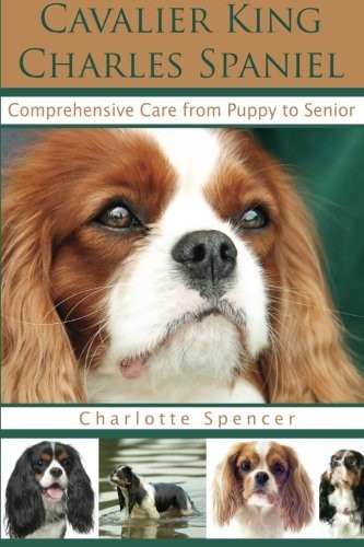 Cavalier king charles spaniel - charles,