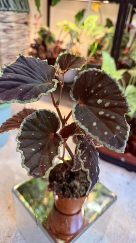 Begonia darthvaderiana green - darthvaderiana,