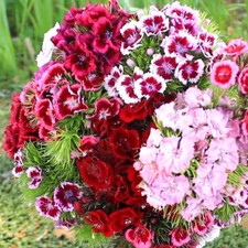 Dianthus Barbatus 'Sweet