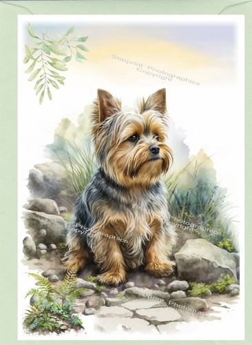 Yorkshire terrier yorkie dog - yorkie,