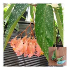 Begonia Angel Wings – 1x