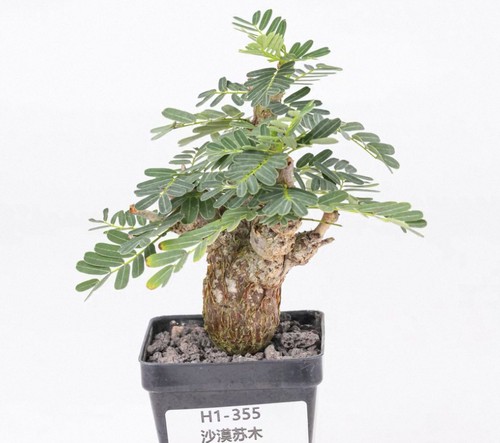 Pot 5cm raresucculent - ,