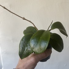 Hoya Bi-colour  Rooted Cutting