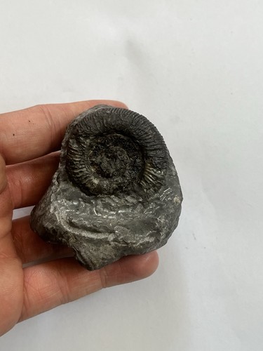 Dactylioceras ammonite fossil - ammonite,