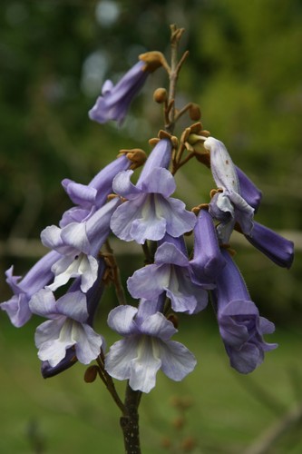 Paulownia tomentosa hardy