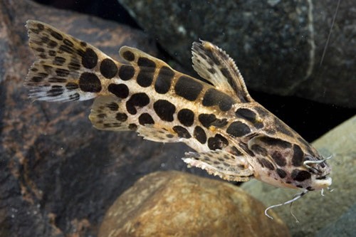 Jaguar catfish inch - jaguar, 4.5-5