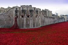 Tower of London Poppy Poppies Blood Swept Lands and Seas of Red Photograph Print