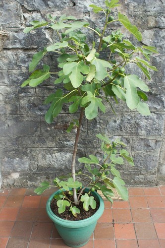 Ficus brown turkey fig - ficus, ‘brown