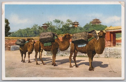 Pekin china transport camels - pekin,