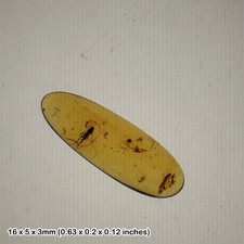 Baltic amber with multiple