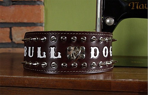 American bulldog english - bulldog,
