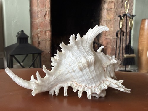 Real genuine conch seashell - real,