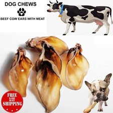 Small Size Cow / Calf Buffalo