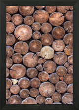 Wooden cut tree trunk Framed