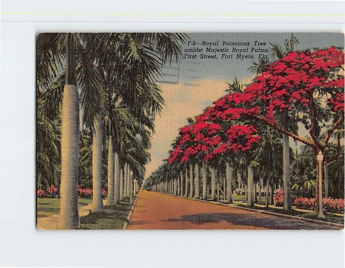 Postcard spanish moss - moss, om