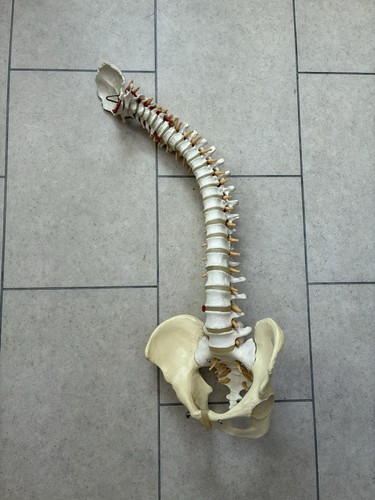 Scientific gmbh human - human, spine
