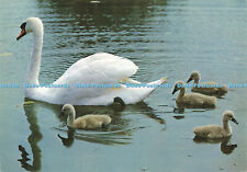 D163341 Mute Swans Build Massive Waterside Nests Which Are Vacated by the Young