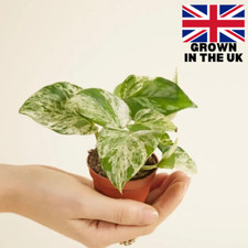 Marble Queen Pothos | Easy Indoor Plant | 6cm Pot | 15cm Tall