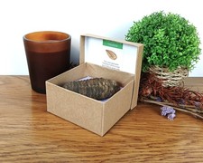 Flexicalymene Trilobite Fossil