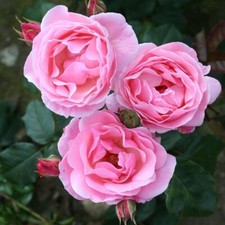 Potted litre climbing rose - 2,