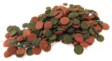 Top quality cichlid - quality,