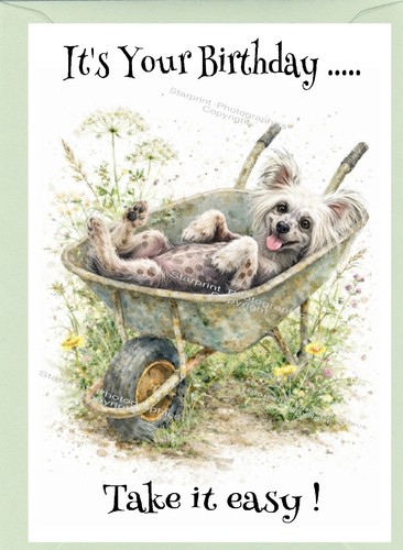 Chinese crested dog - dog, (4"x