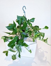 Epipremnum Aureum "Devils Ivy|