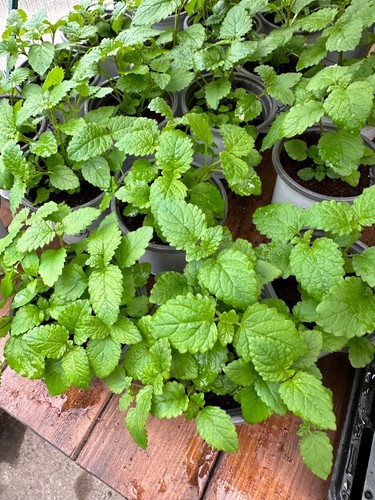Lemon balm plug plants - 3x,