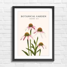 Botanical Garden Coneflowers