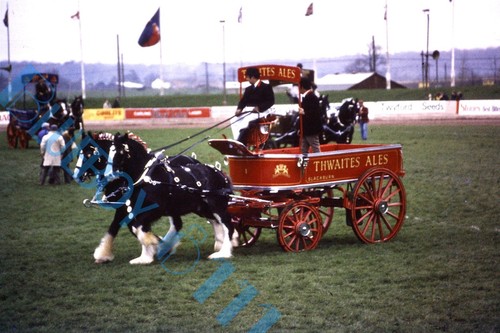 Thwaites ales horse drawn dray - ales,