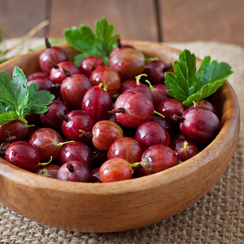 Gooseberry hardy fruit - gooseberry,