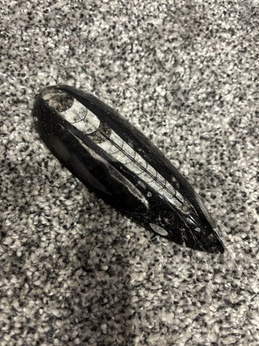 Polished black orthoceras - black,