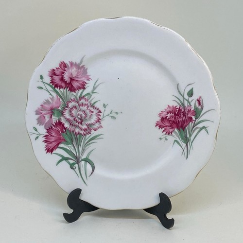 Queen anne pink carnation - anne,