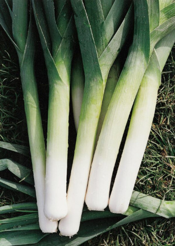 Leek plug plants grow your - leek,