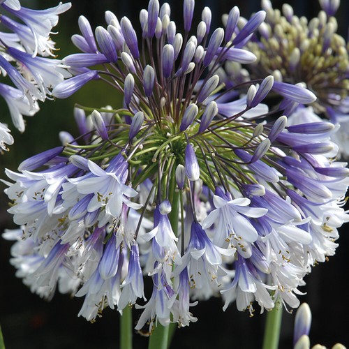 Agapanthus plant fireworks - agapanthus, 'fireworks'