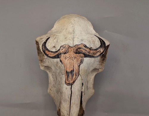 Decorated sheep skull bones - sheep, skull,