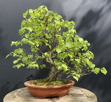 Downy Birch Native Bonsai Tree