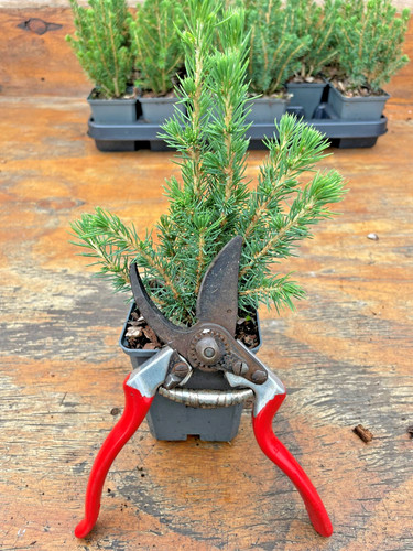 9cm pots picea glauca - 9cm,
