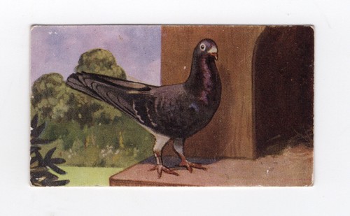 Speed cigarette card 1938 - ., the