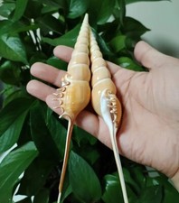 Large natural tibia - tibia, fusus