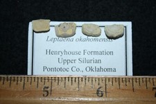 Silurian Brachiopod shell Fossil Waldron Henryhouse Brownsport many to choose