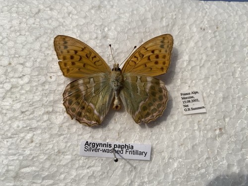 Silver washed fritillary - silver,