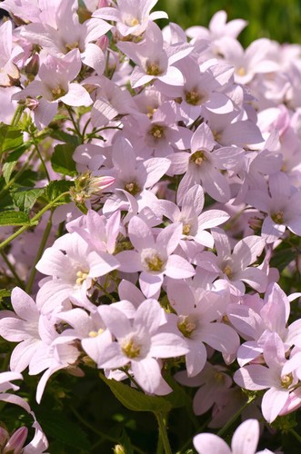 Campanula lactiflora loddon - campanula, lactiflora'loddon