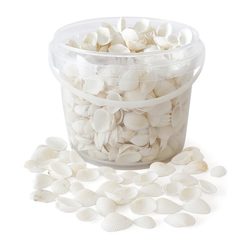 White seashells approx - white,