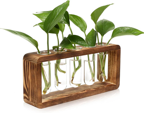 Glass plant propagation - glass,