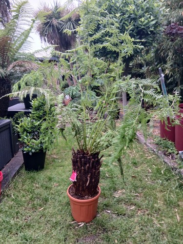 Tree fern dicksonia - tree,