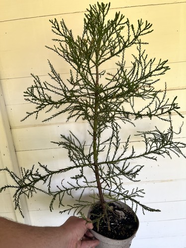 Giant redwood tree - redwood,