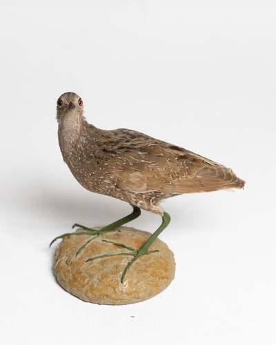 Taxidermy spotted crake - spotted,