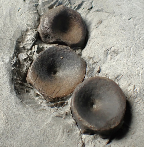 Jurassic ichthyosaur bones